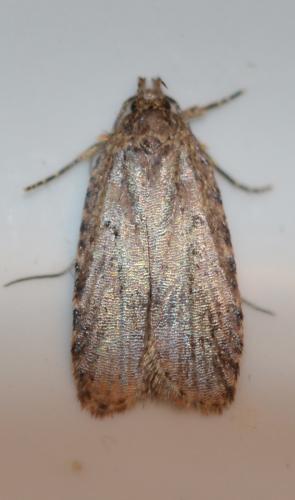 Depressariinae